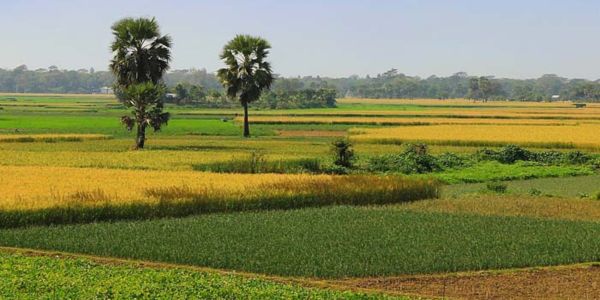 কমছে আবাদি জমি, শঙ্কা কৃষিতে
